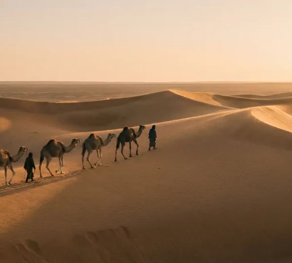 Caravane de dromadaires traversant les dunes dorées du Sahara au coucher du soleil