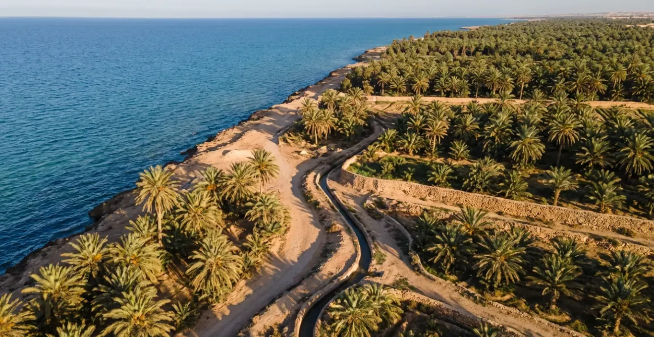 Vue aérienne de l'oasis maritime de Gabès avec ses palmiers dattiers bordant la mer Méditerranée