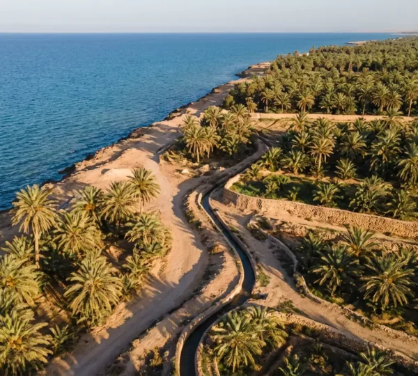 Vue aérienne de l'oasis maritime de Gabès avec ses palmiers dattiers bordant la mer Méditerranée